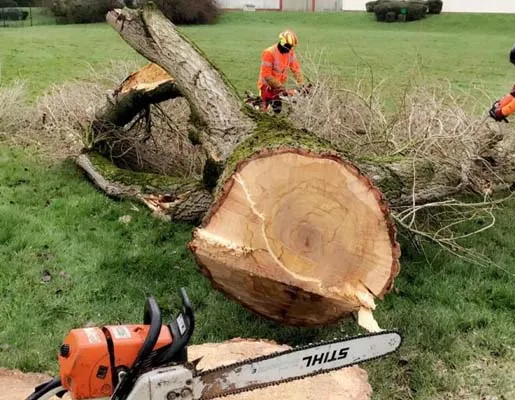 Abattage d’arbre 77