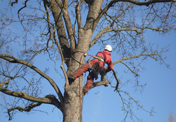 Elagage et étêtage d’arbre 77