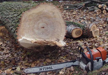 Abattage et élagage d'arbre 77 à Melun